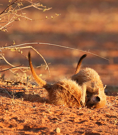 At Tswalu - private game reserve