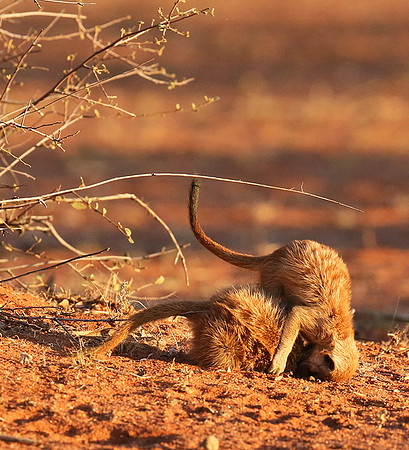 At Tswalu - private game reserve