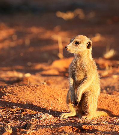 At Tswalu - private game reserve