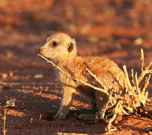 At Tswalu - private game reserve