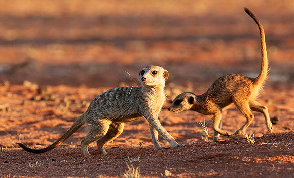 At Tswalu - private game reserve