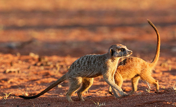 At Tswalu - private game reserve