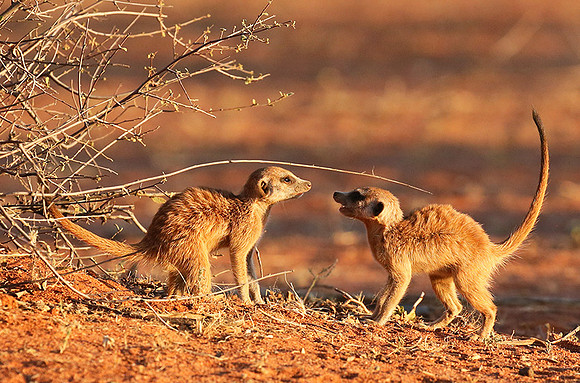 At Tswalu - private game reserve