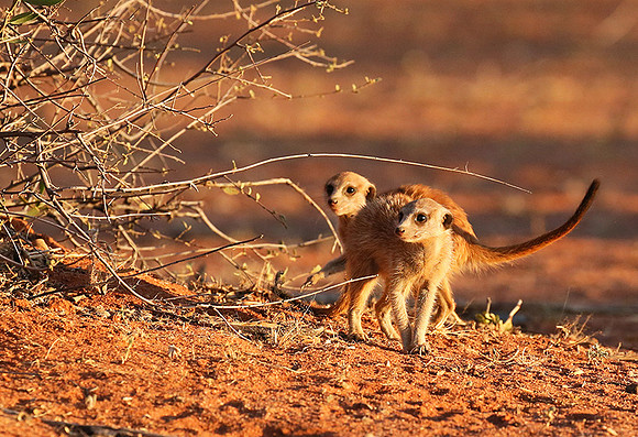 At Tswalu - private game reserve