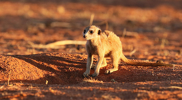 At Tswalu - private game reserve
