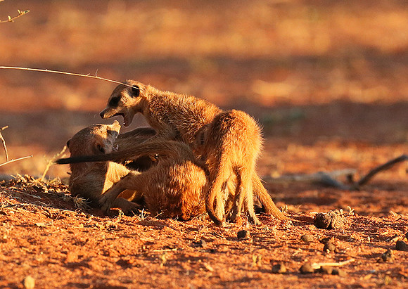 At Tswalu - private game reserve