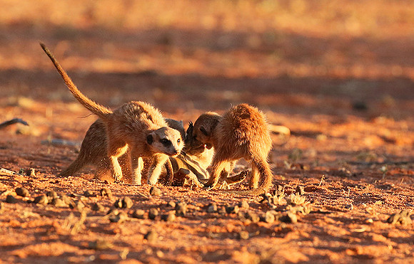 At Tswalu - private game reserve