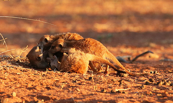 At Tswalu - private game reserve