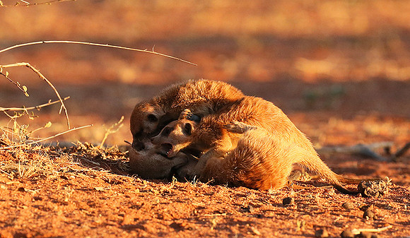At Tswalu - private game reserve