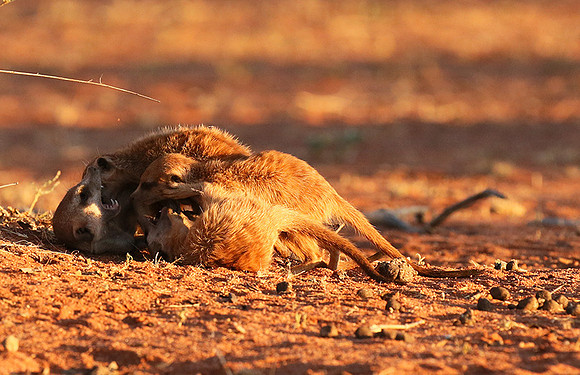 At Tswalu - private game reserve