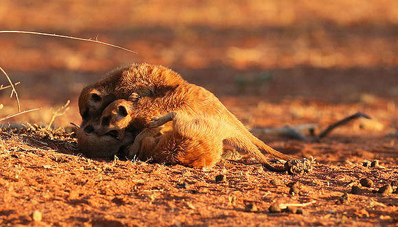 At Tswalu - private game reserve
