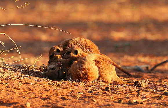 At Tswalu - private game reserve