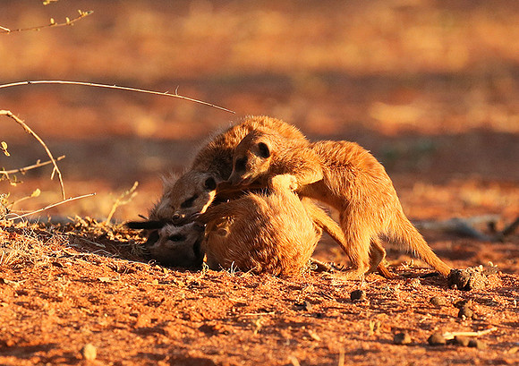 At Tswalu - private game reserve