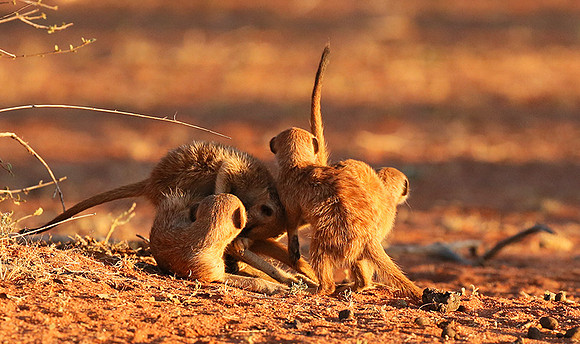 At Tswalu - private game reserve