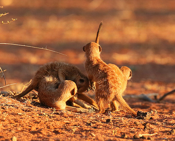 At Tswalu - private game reserve