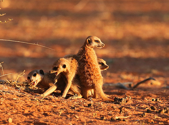 At Tswalu - private game reserve