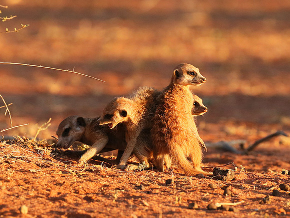 At Tswalu - private game reserve