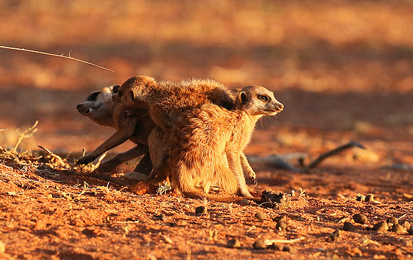 At Tswalu - private game reserve