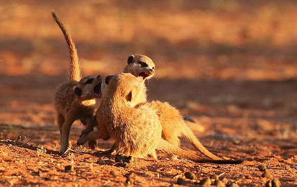 At Tswalu - private game reserve