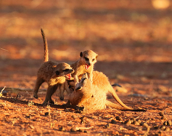 At Tswalu - private game reserve