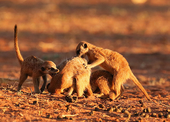 At Tswalu - private game reserve