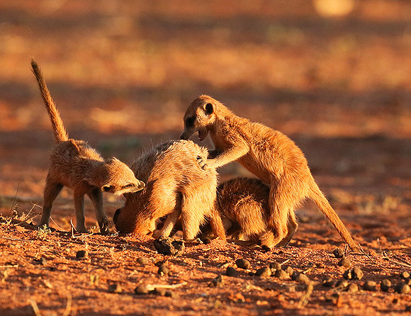 At Tswalu - private game reserve