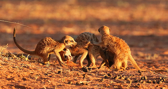At Tswalu - private game reserve
