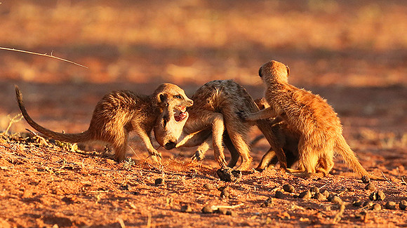 At Tswalu - private game reserve