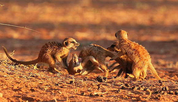 At Tswalu - private game reserve