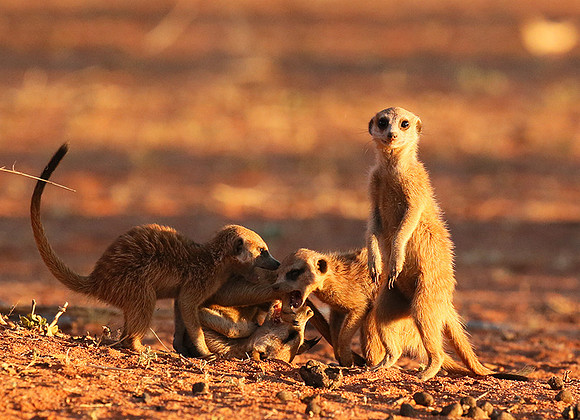 At Tswalu - private game reserve