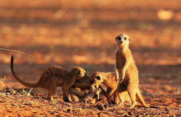 At Tswalu - private game reserve