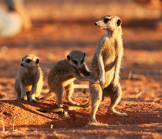 At Tswalu - private game reserve