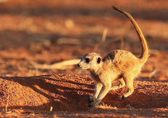 At Tswalu - private game reserve