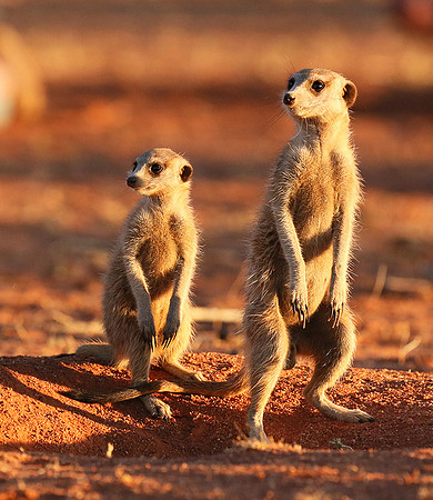 At Tswalu - private game reserve