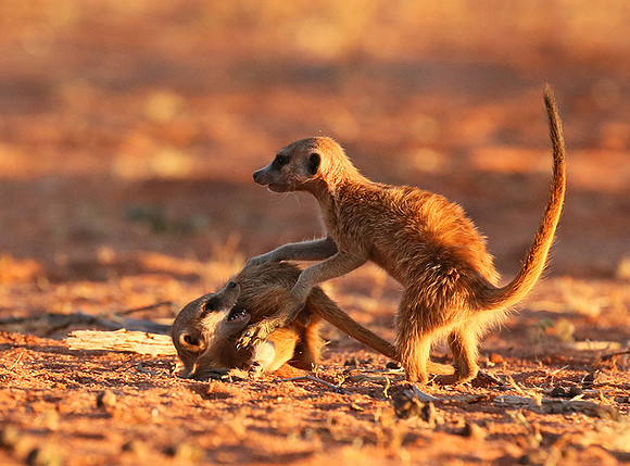 At Tswalu - private game reserve