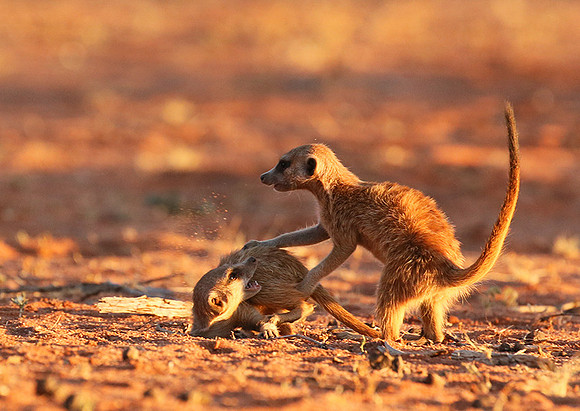 At Tswalu - private game reserve