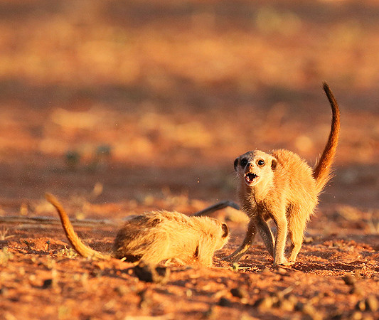 At Tswalu - private game reserve