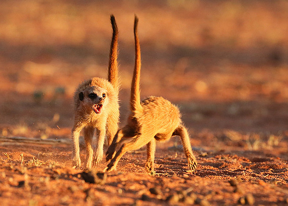 At Tswalu - private game reserve