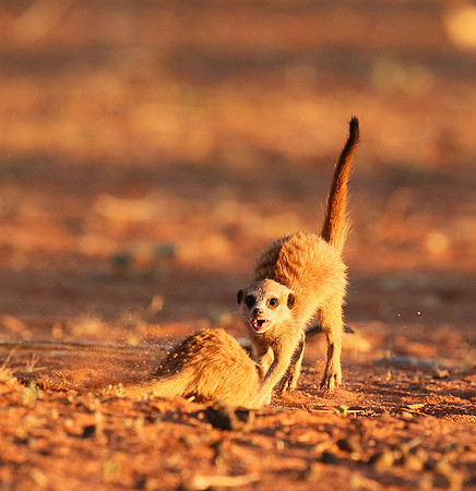 At Tswalu - private game reserve