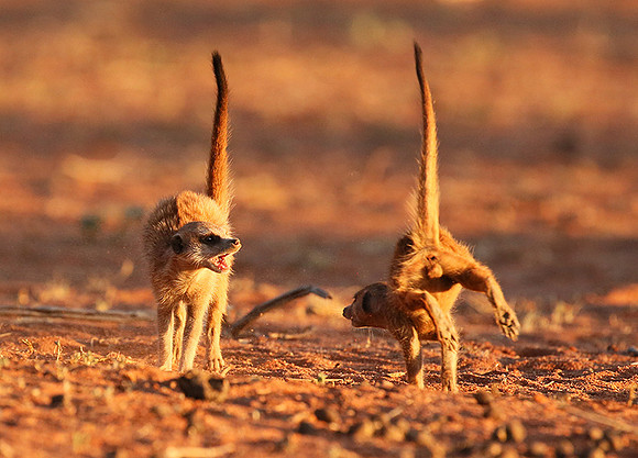 At Tswalu - private game reserve
