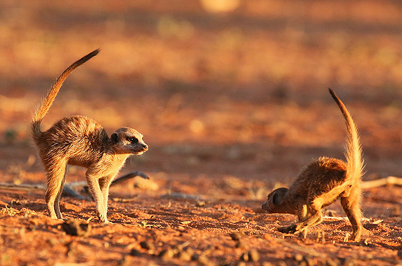 At Tswalu - private game reserve
