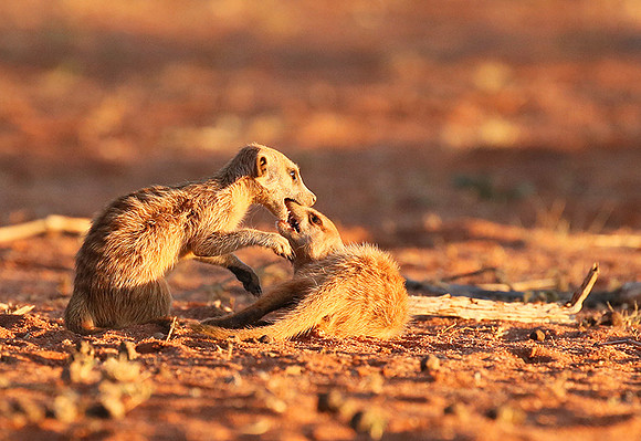 At Tswalu - private game reserve