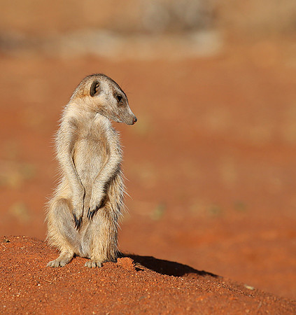 At Tswalu - private game reserve