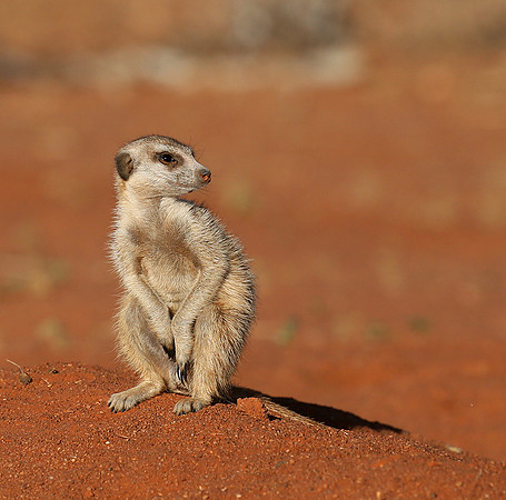 At Tswalu - private game reserve