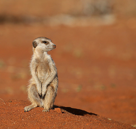 At Tswalu - private game reserve