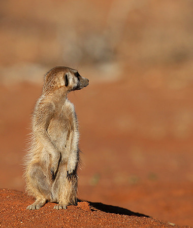 At Tswalu - private game reserve