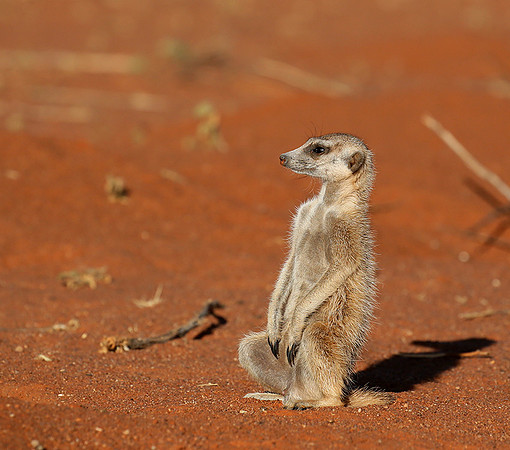 At Tswalu - private game reserve