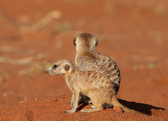 At Tswalu - private game reserve