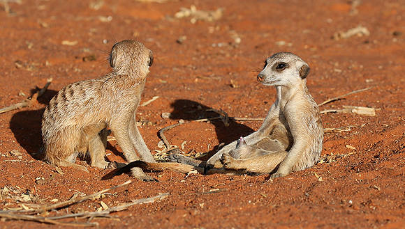 At Tswalu - private game reserve
