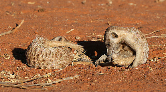 At Tswalu - private game reserve